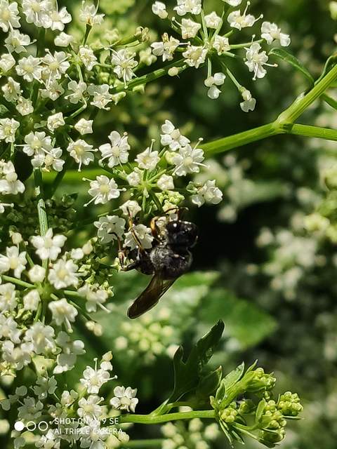 Crabronidae - szitásdarazsak