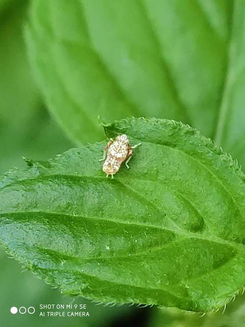 Orientus ishidae