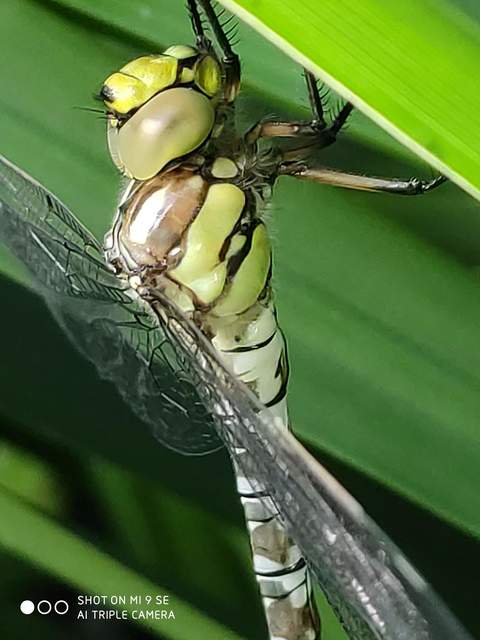 Aeshna cyanea - sebes karcsúacsa