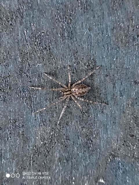 Tegenaria