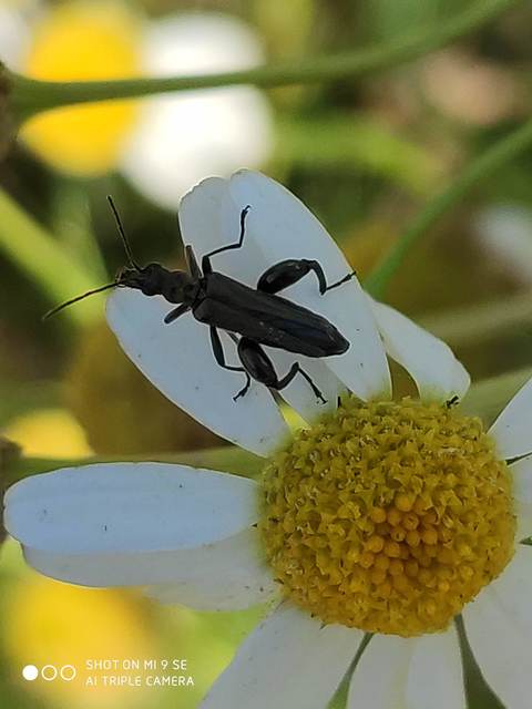 Oedemera virescens - zöldes álcincér