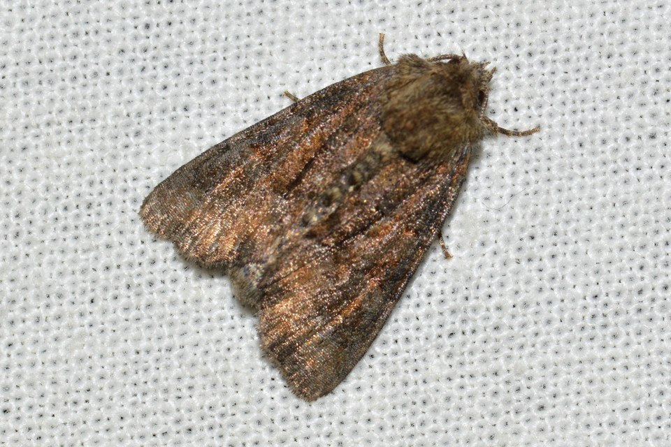 Oligia strigilis/latruncula/versicolor