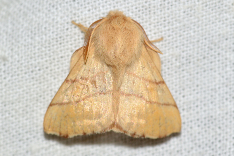 Malacosoma neustria - gyűrűsszövő