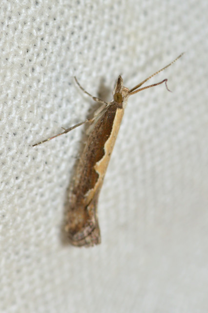 Plutella xylostella - káposztamoly