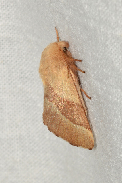 Malacosoma neustria - gyűrűsszövő