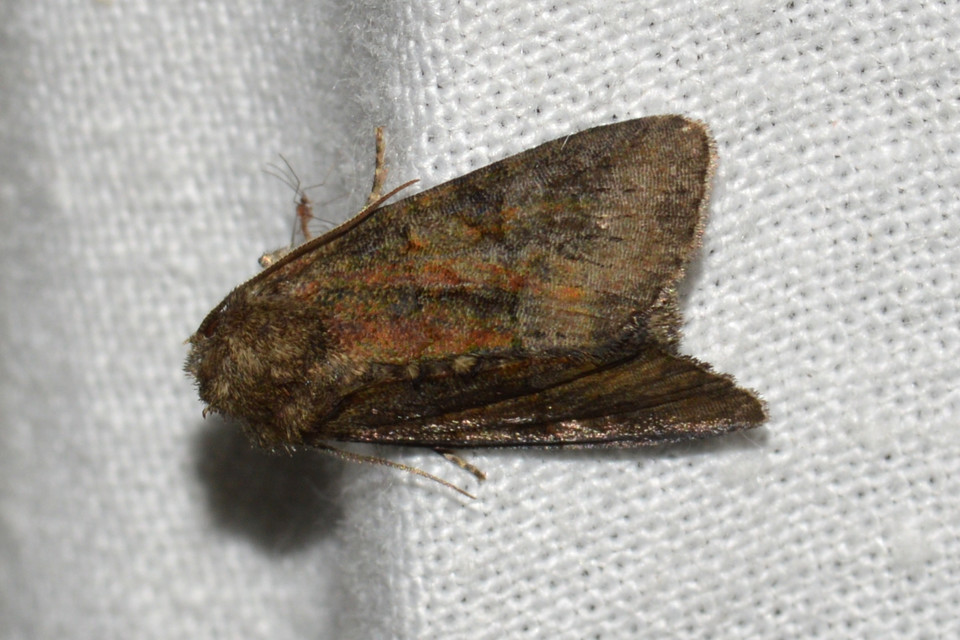 Oligia strigilis/latruncula/versicolor