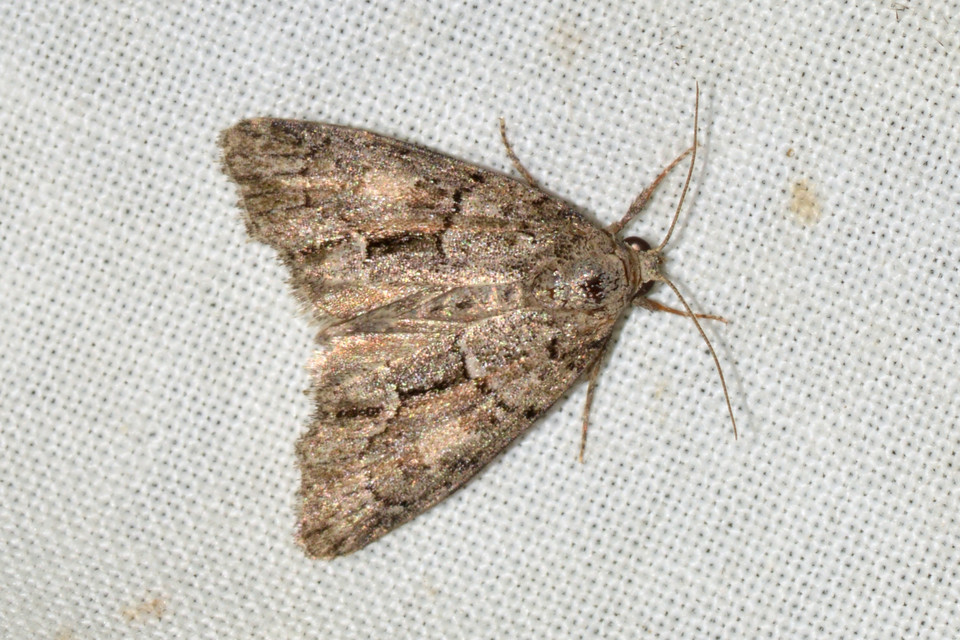 Cryphia fraudatricula - homoki zuzmóbagoly