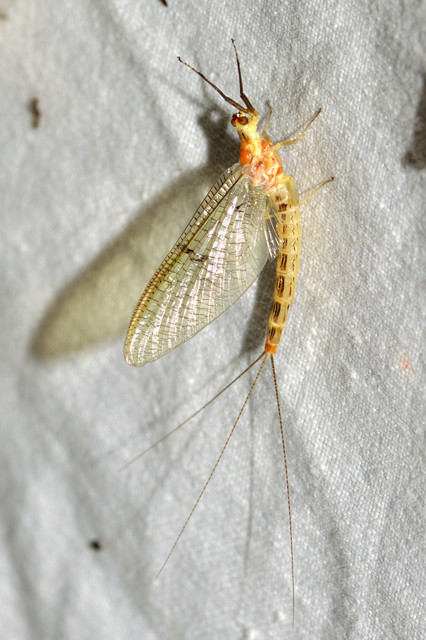 Ephemera lineata
