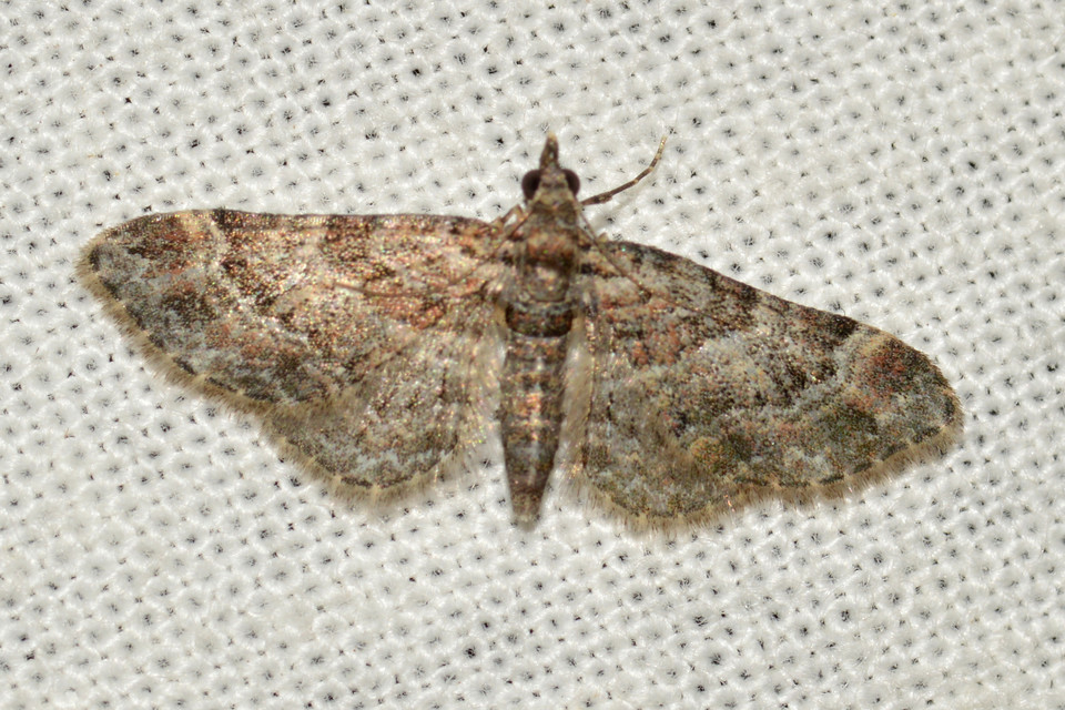 Gymnoscelis rufifasciata - vöröscsíkos törpearaszoló