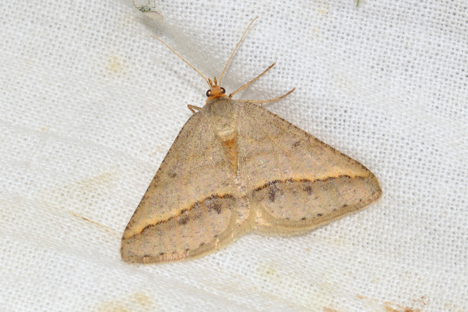 Tephrina arenacearia - lucerna-araszoló