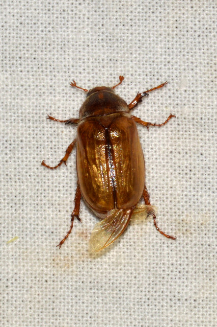 Amphimallon solstitiale - bordás sárgacserebogár