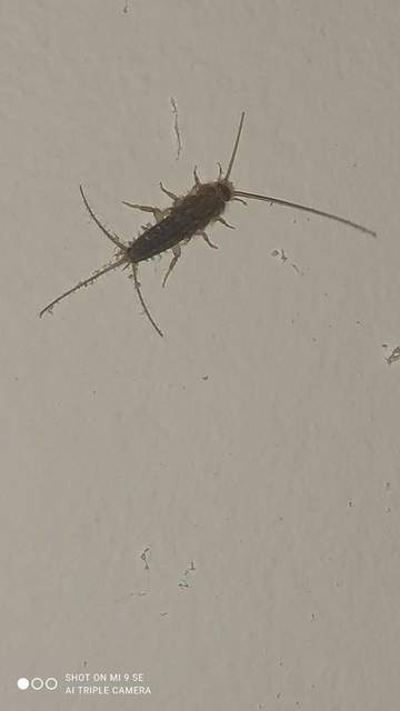 Ctenolepisma lineatum - sávos ősrovar