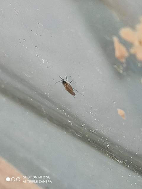 Cecidomyiidae - gubacsszúnyogok