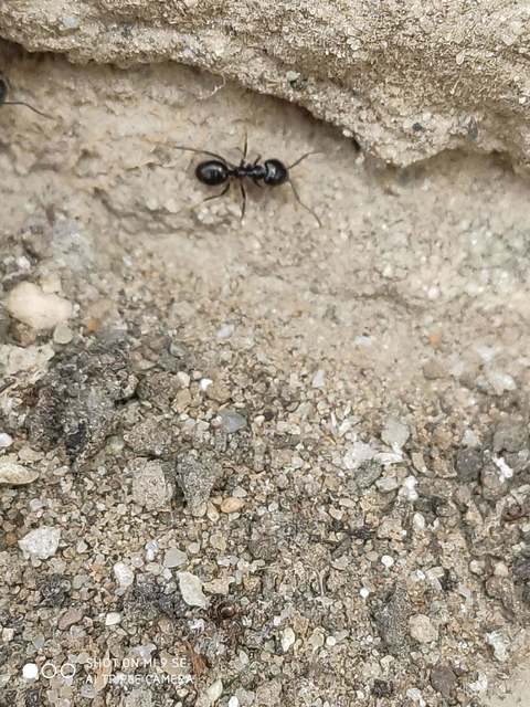 Lasius fuliginosus - kartonépítő fahangya