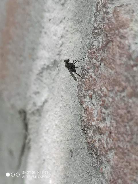Medetera