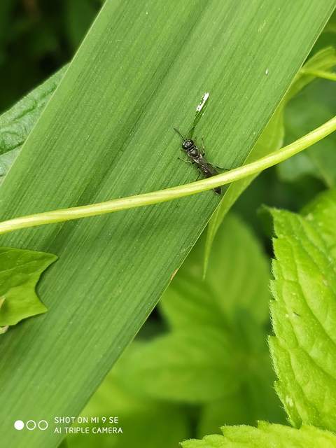 Crabronidae - szitásdarazsak