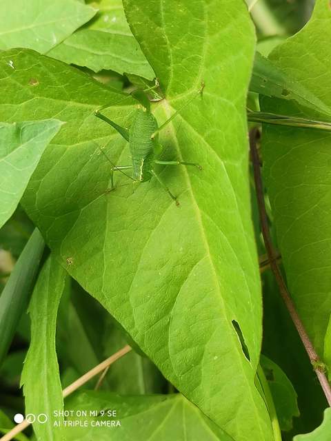 Leptophyes punctatissima - rőthátú virágszöcske