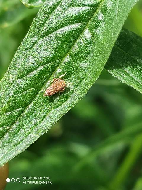 Orientus ishidae