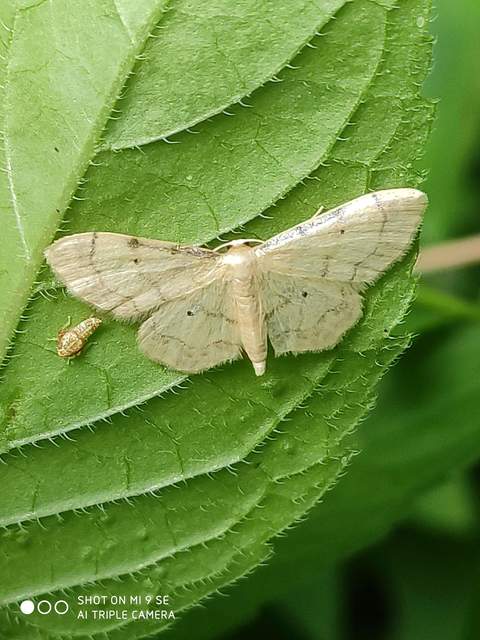 Idaea politaria - vonalas apróaraszoló