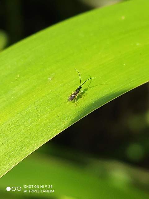 Braconidae - gyilkosfürkészek
