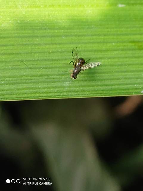 Sepsidae - billegetőlégyfélék