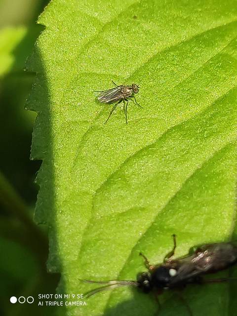 Dolichopodidae - szúnyoglábú legyek