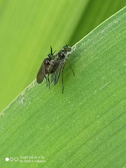 Rhaphium