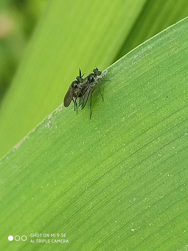 Rhaphium