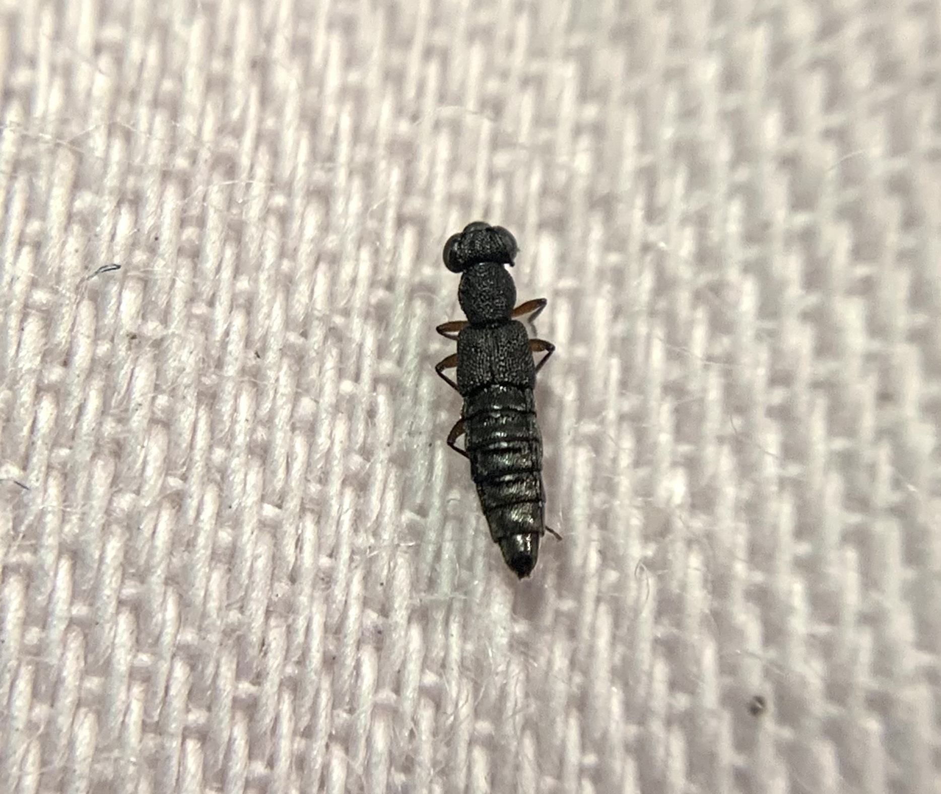 Stenus humilis - avarlakó szemesholyva