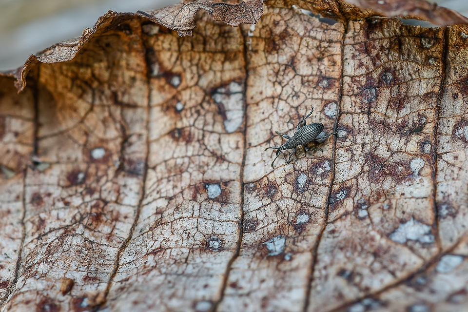 Ceratapion Ceratapion