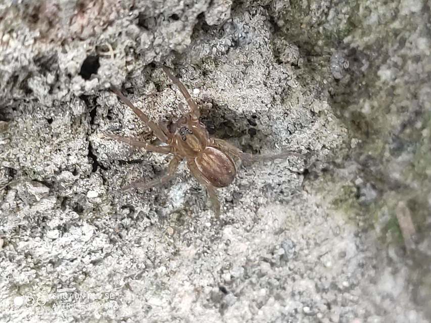 Trochosa