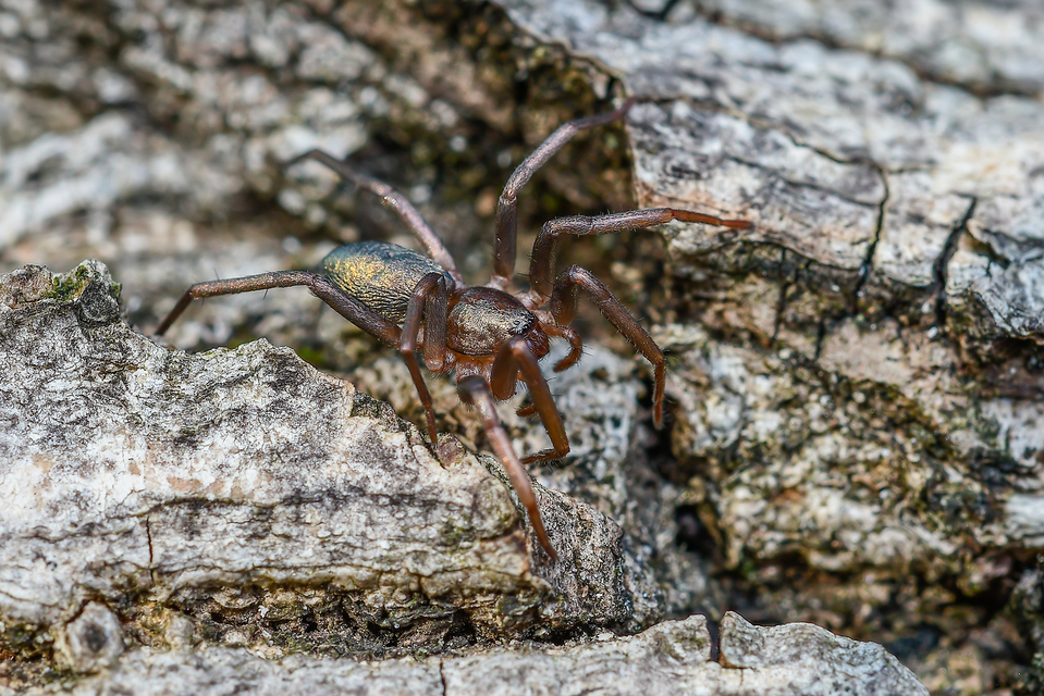 Drapeta rutilans - csillogó avarpók