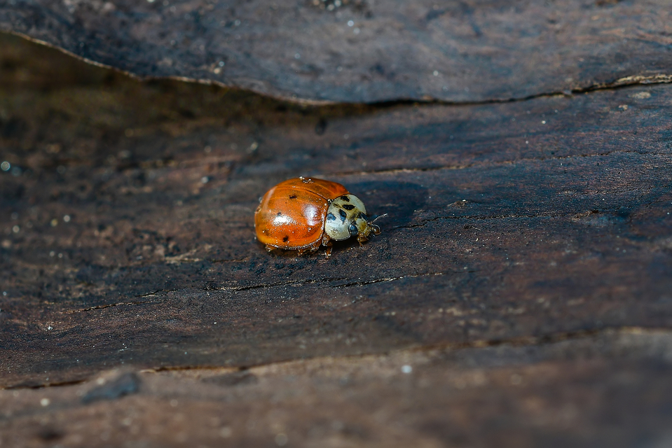 Harmonia axyridis - harlekinkatica