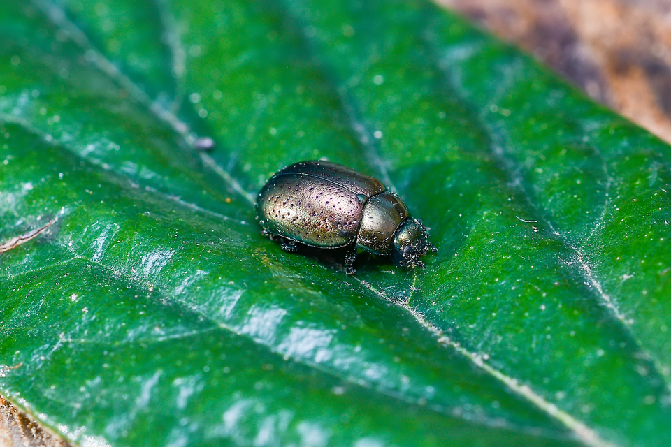 Chrysolina hyperici - zöld orbáncfűlevelész