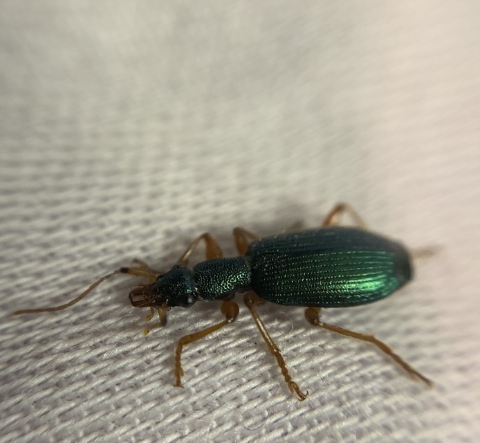 Drypta dentata - atlaszfutó