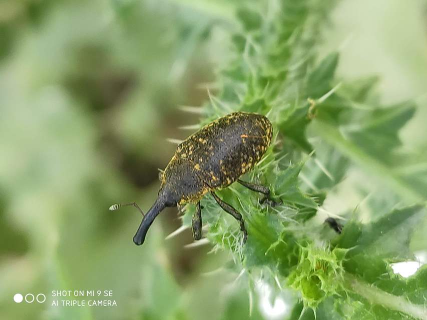 Larinus sturnus - aszat-púderbarkó