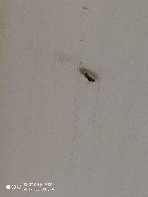 Psocoptera - Fürgetetvek