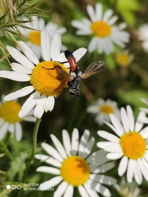 Cylindromyia