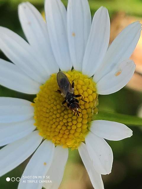 Conopidae - fejeslegyek
