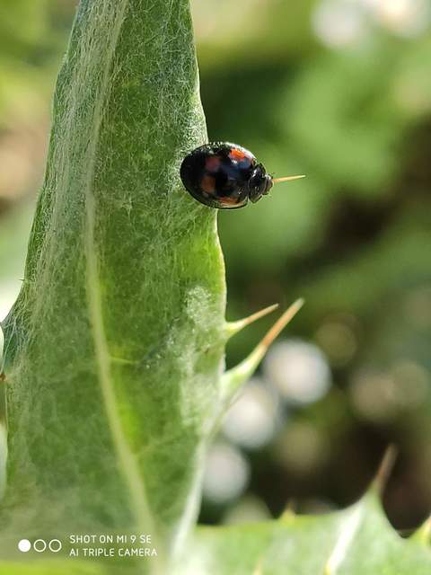 Exochomus quadripustulatus - négyfoltos szerecsenkata