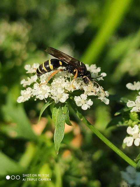 Crabronidae - szitásdarazsak
