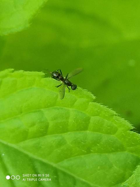 Sepsidae - billegetőlégyfélék