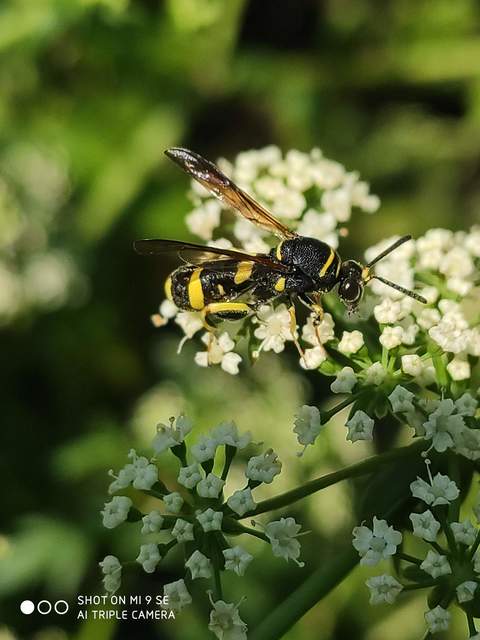 Leucospis