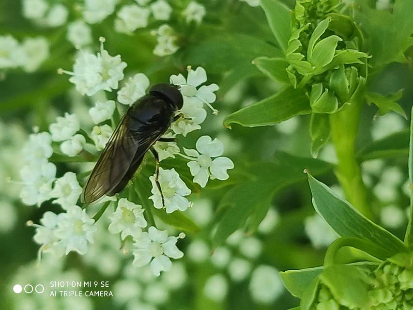 Cheilosia