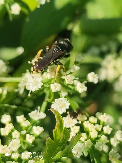 Crabronidae - szitásdarazsak