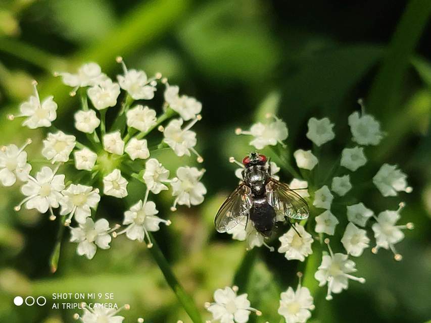 Phyto melanocephala