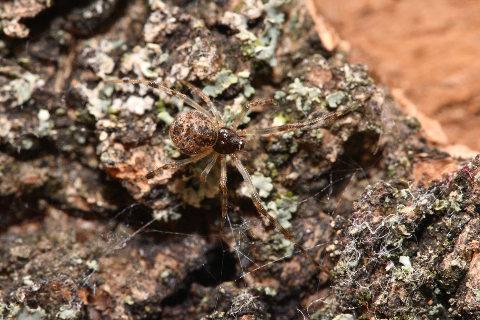 Parasteatoda