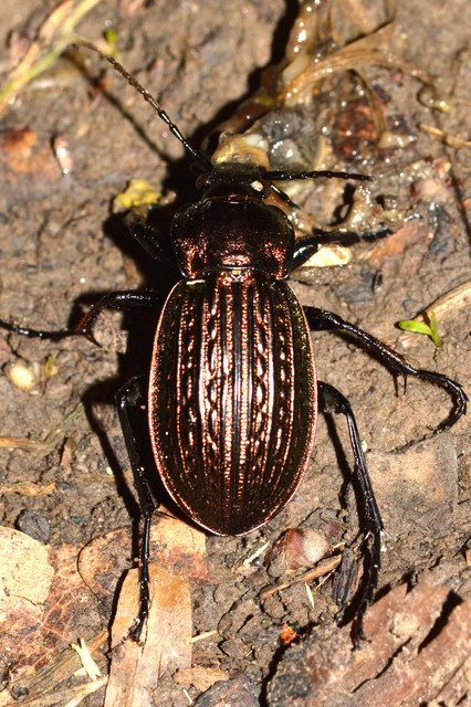 Carabus ulrichii - rezes futrinka Carabus ulrichii - rezes futrinka