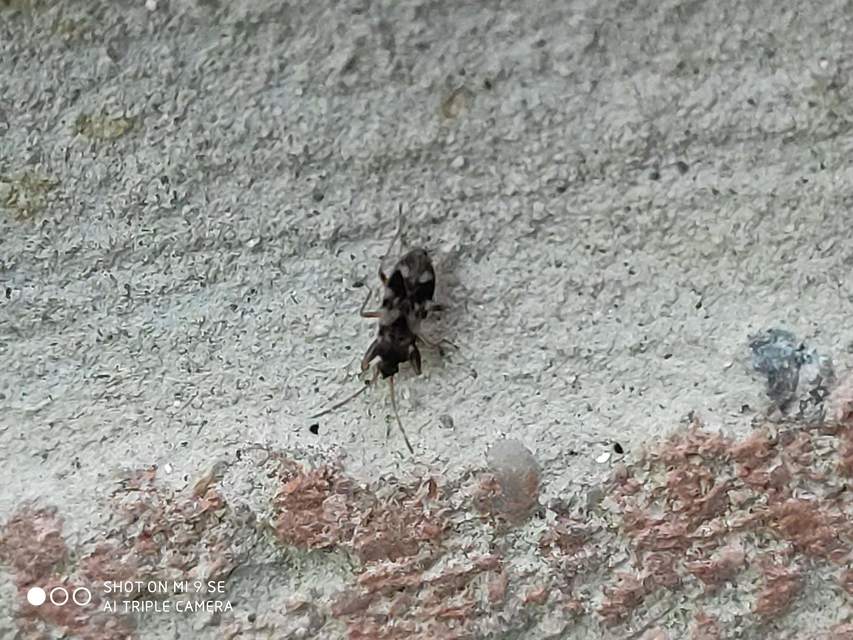 Scolopostethus