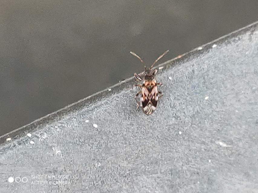 Scolopostethus